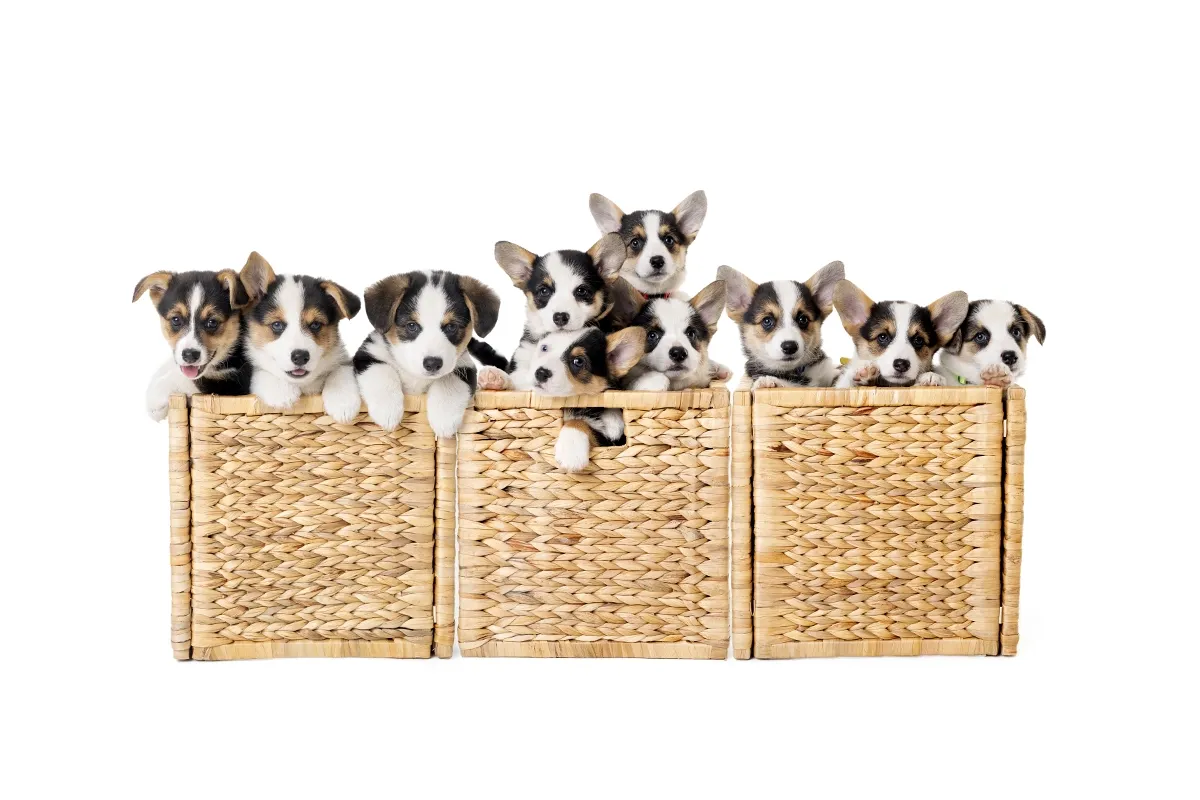 Pet Portrait Photography - Ludere Studio