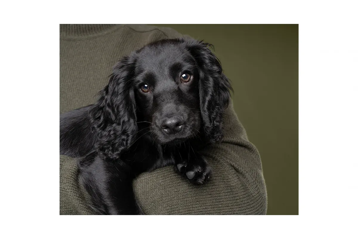 Pet Portrait Photography - Ludere Studio