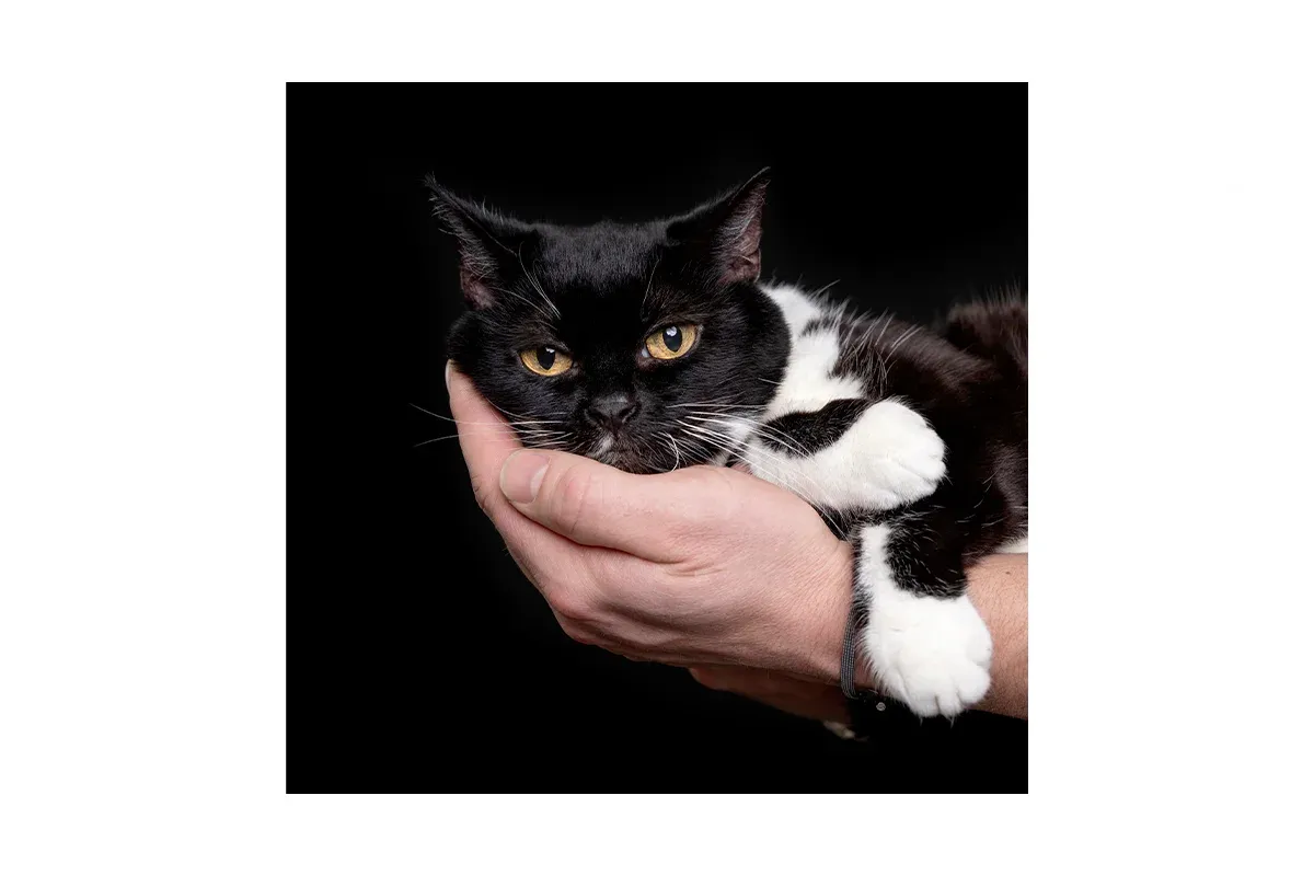 Pet Portrait Photography - Ludere Studio