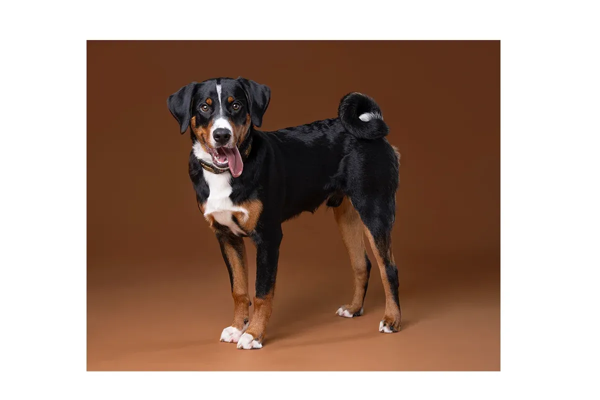 Pet Portrait Photography - Ludere Studio