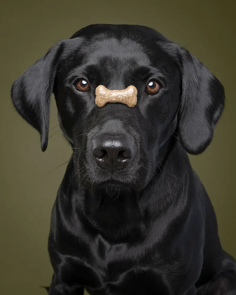Pet portrait photography - Ludere Studio